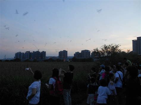 燕子群飛|到五股溼地與家燕共舞